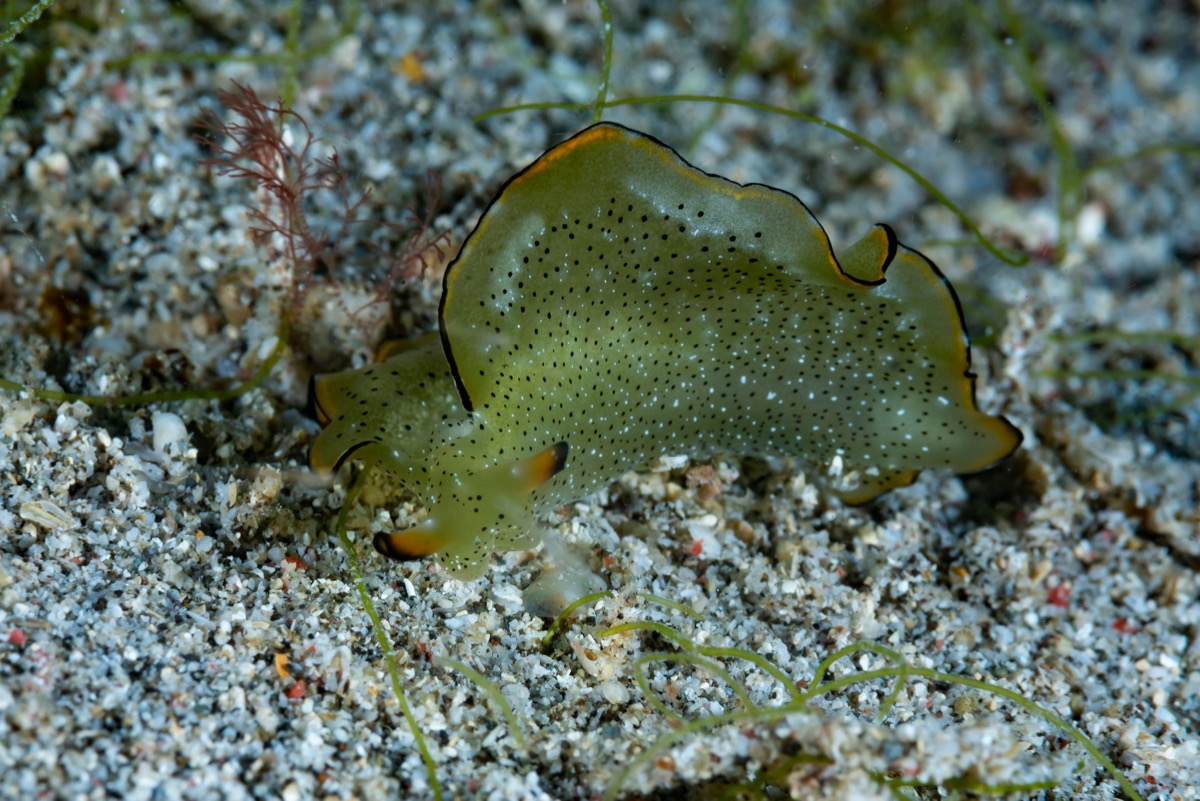 Elysia marginata sea slug