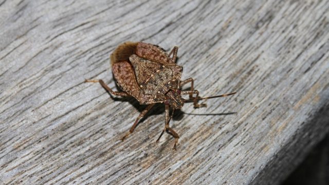 Stink bug on wooden deck