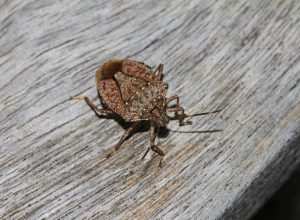 Stink bug on wooden deck