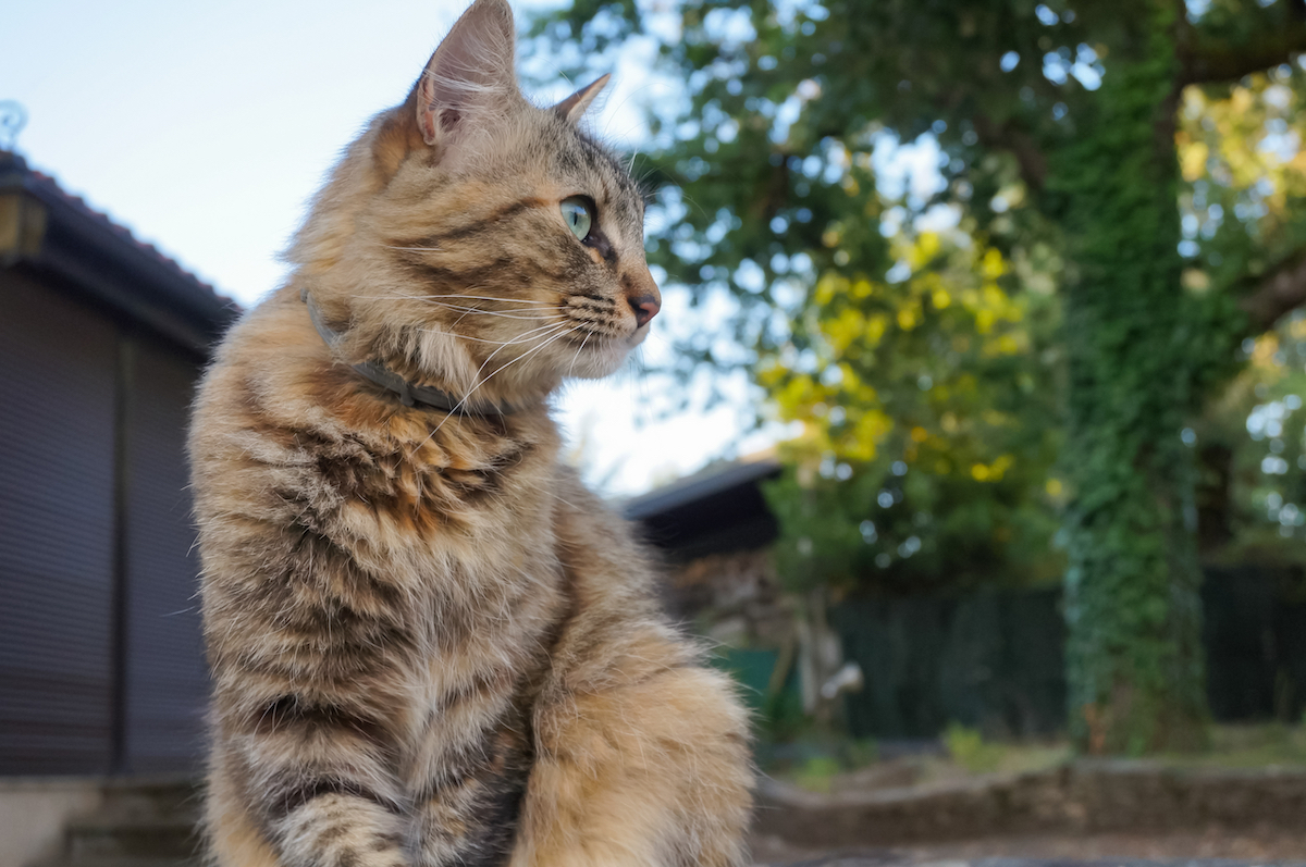 A beautiful female cat (tortoiseshell-and-white cat) standing in the garden wearing a flea collar and looks to the side