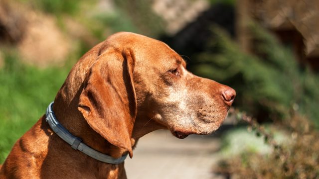 Brown hound with collar against ticks and fleas
