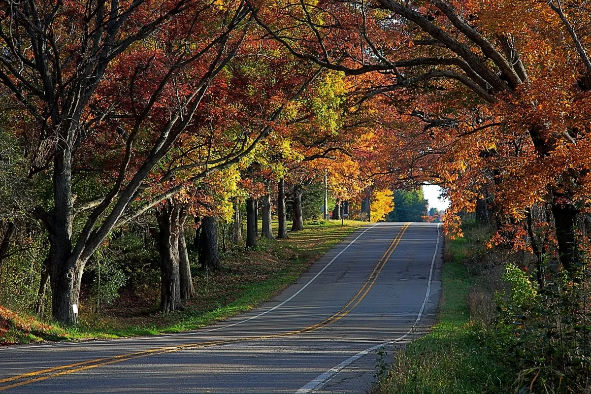 road and trees in Highland Park, Michigan
