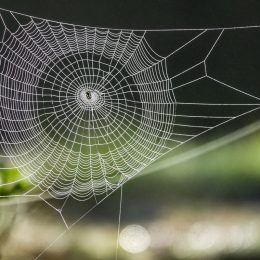 close up of spider web