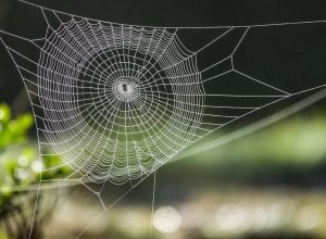 close up of spider web