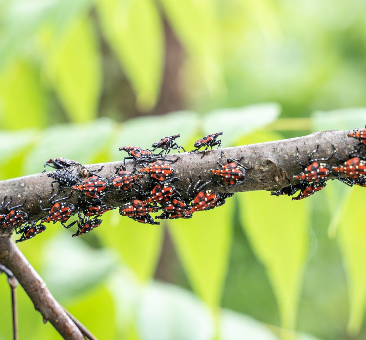 Spotted,Lanternfly,Nymphs,On,Sumac,Tree,In,Berks,County,,Pennsylvania