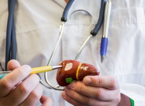 Doctor in white medical lab coat points ballpoint pen on anatomical model of human or mammal liver. Concept photo for use for study of anatomy of liver, biology, study of liver and biliary system