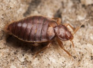 These Bugs You Forgot About May Soon Come Back