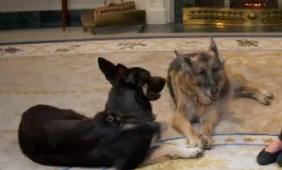 Major and Champ Biden