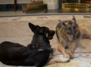 Major and Champ Biden