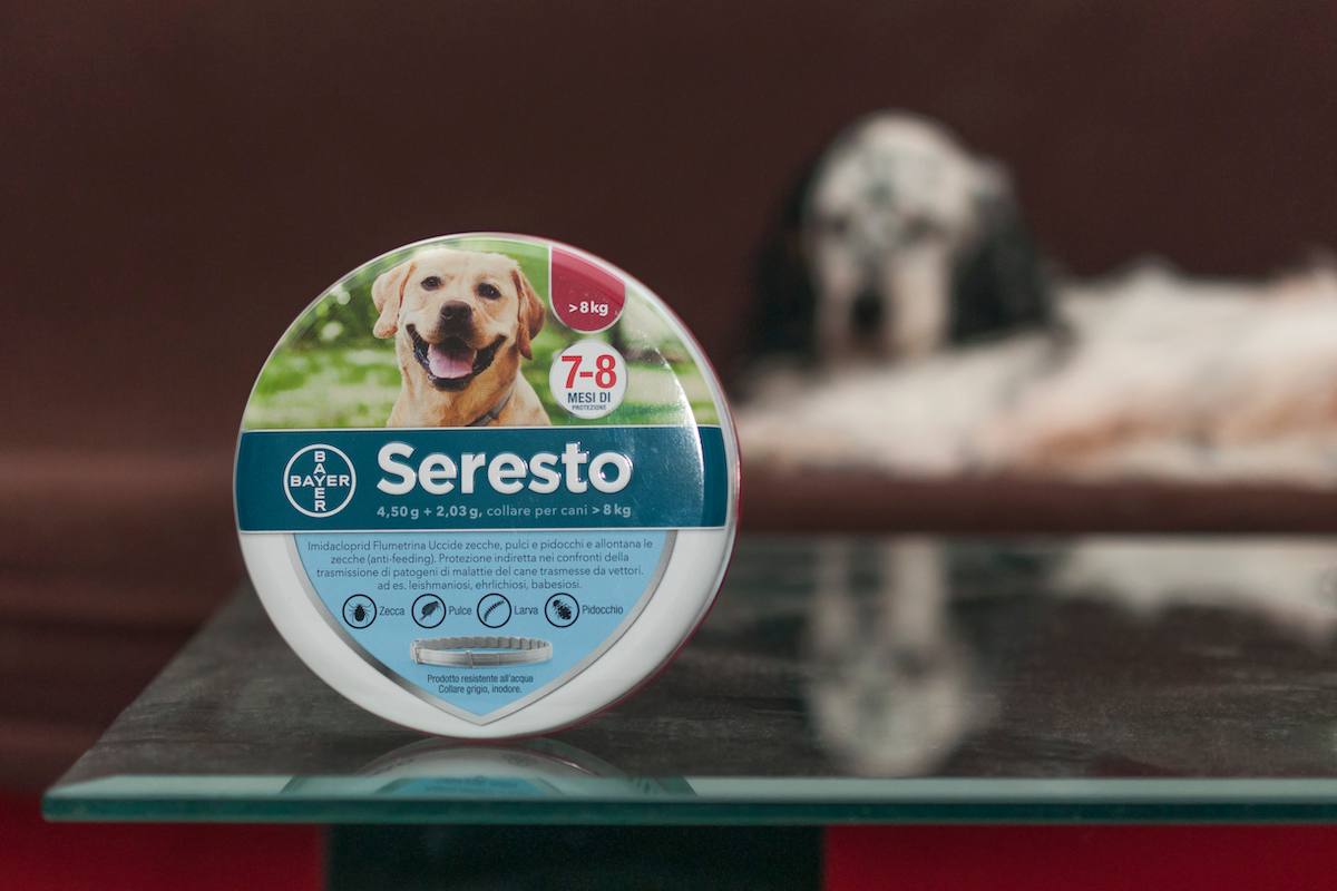Seresto flea collar on glass table with a tri color english setter in the background