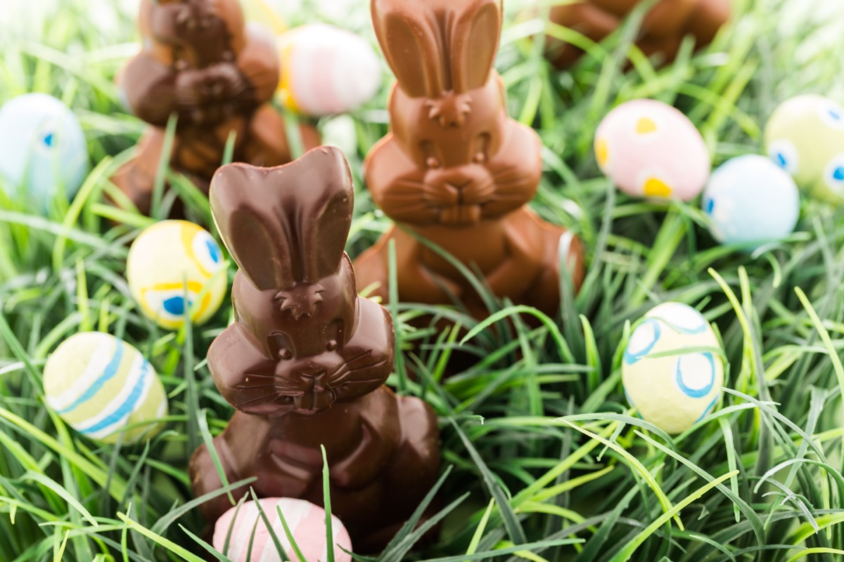 chocolate easter bunnies in grass