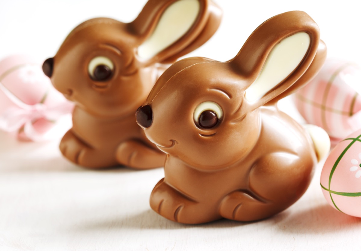 smiling chocolate bunnies, white background