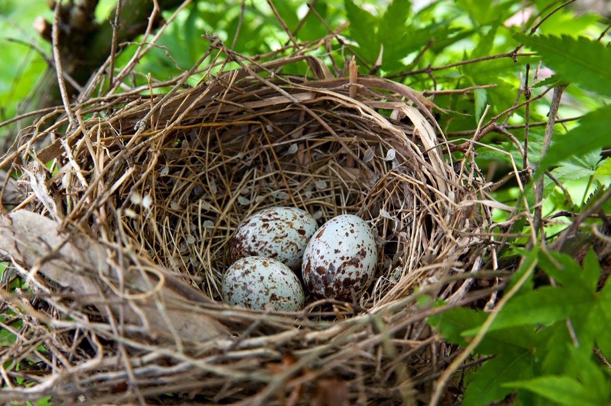Cardinal eggs in nest