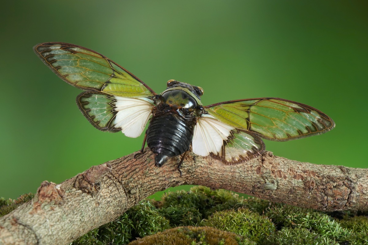 Cicada with wings spread