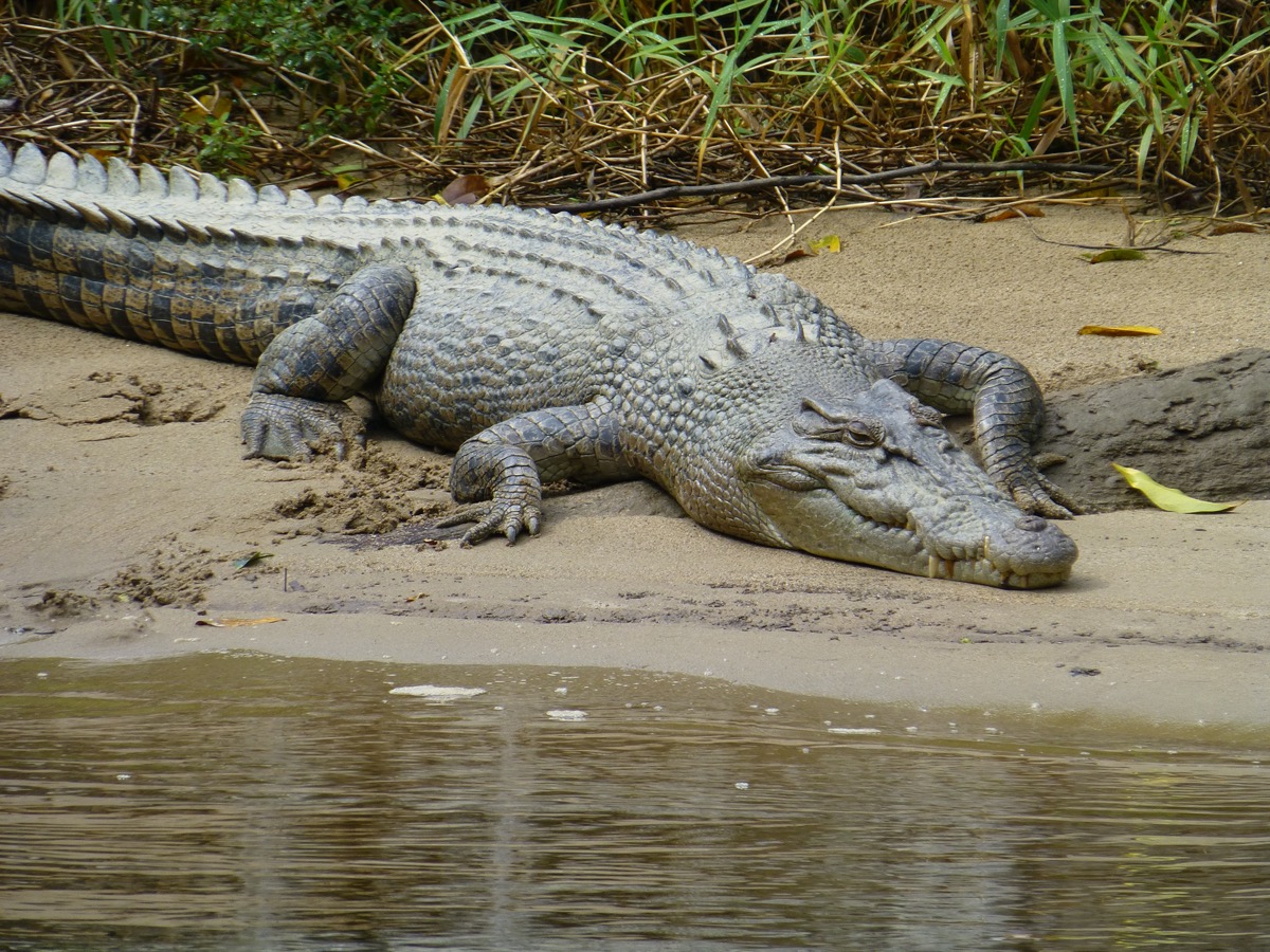 Crocodile on river bank