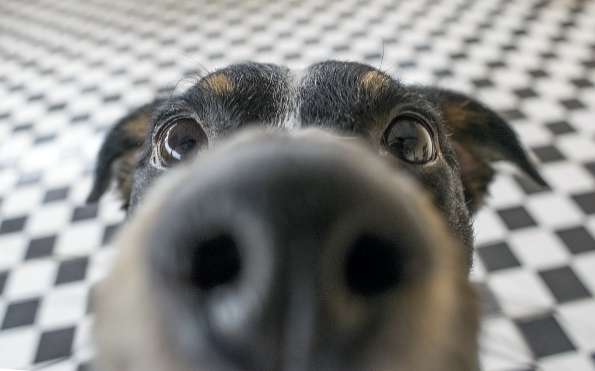 Dog sniffing camera lens