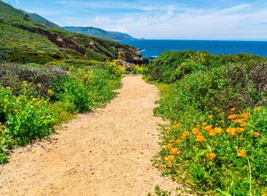 Beach in Northern California