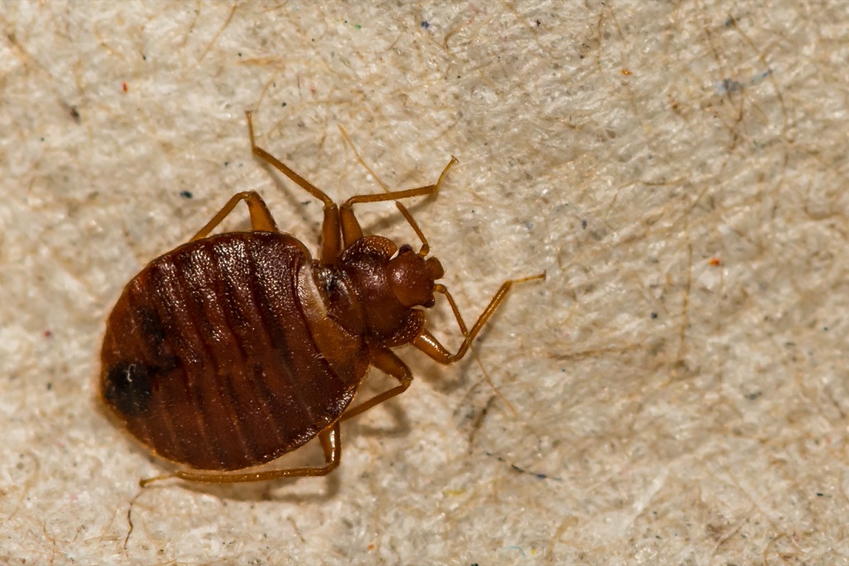 5 Things You're Buying That Bring Bed Bugs Into Your House, Experts Say