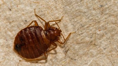 5 Things You're Buying That Bring Bed Bugs Into Your House, Experts Say