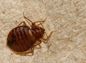 bed bug close up