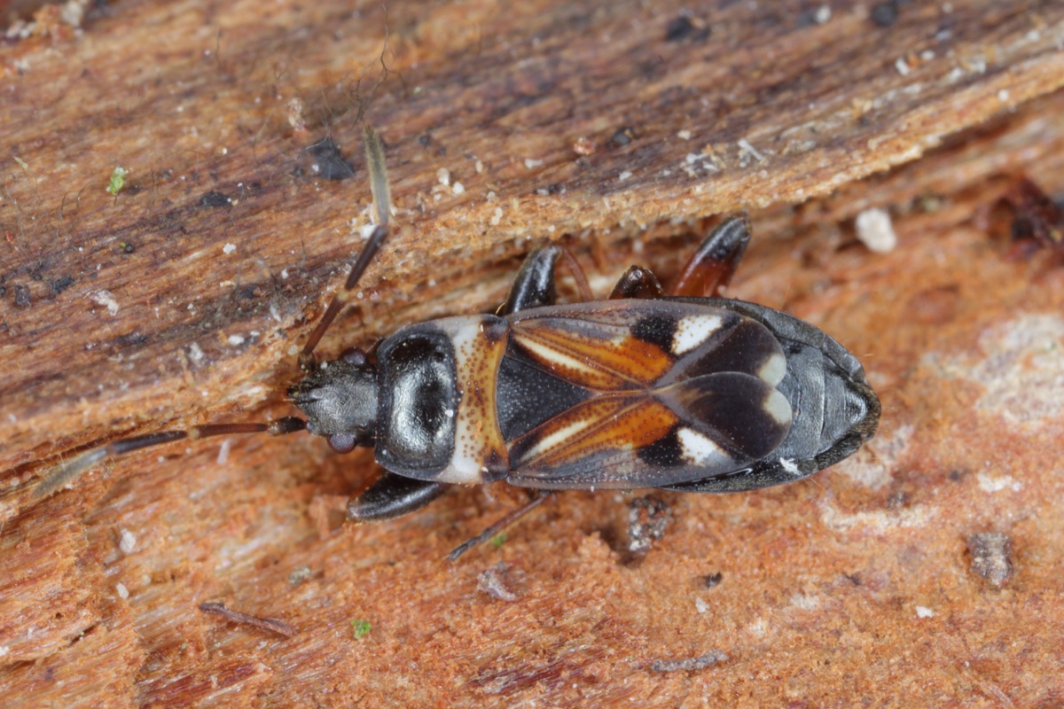 If You See Elm Seed Bugs, You Need to Vacuum Them Up Immediately