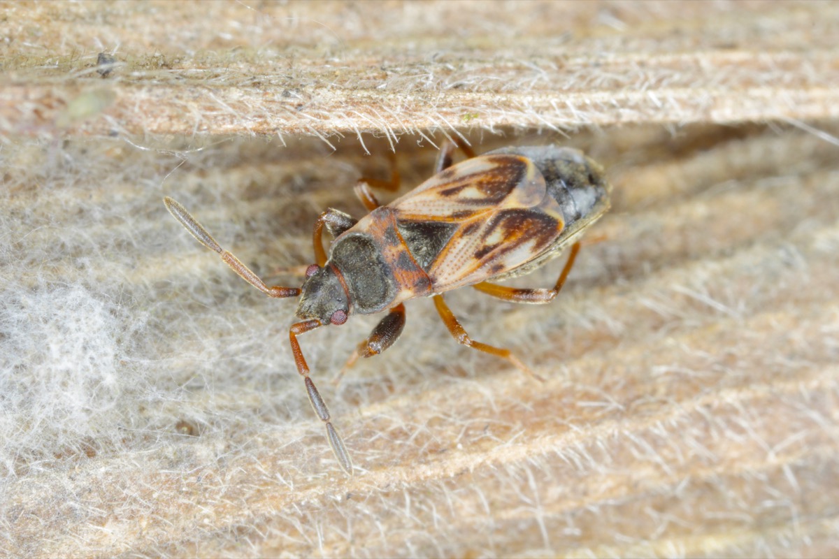 If You See Elm Seed Bugs, You Need to Vacuum Them Up Immediately