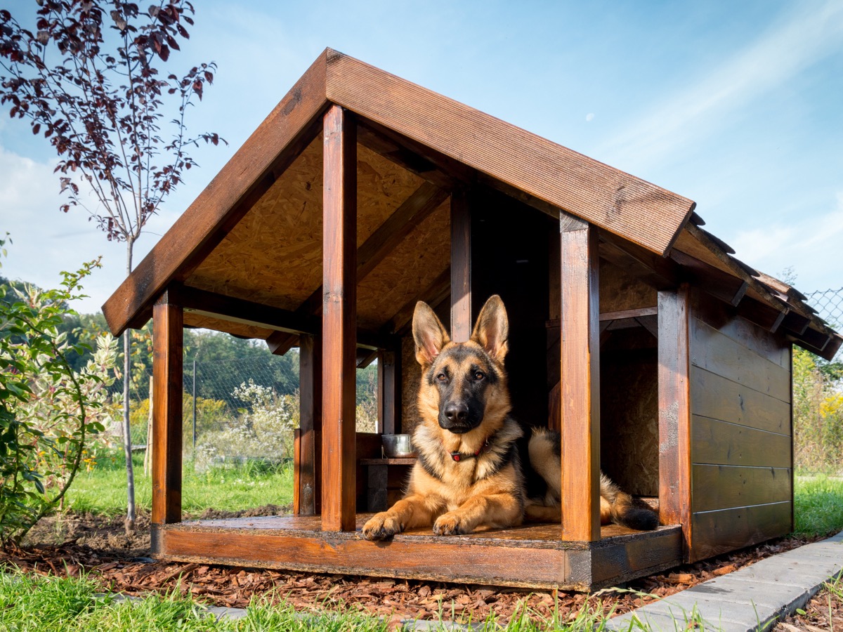 wooden dog house, german shepherd sitting inside the dog house
