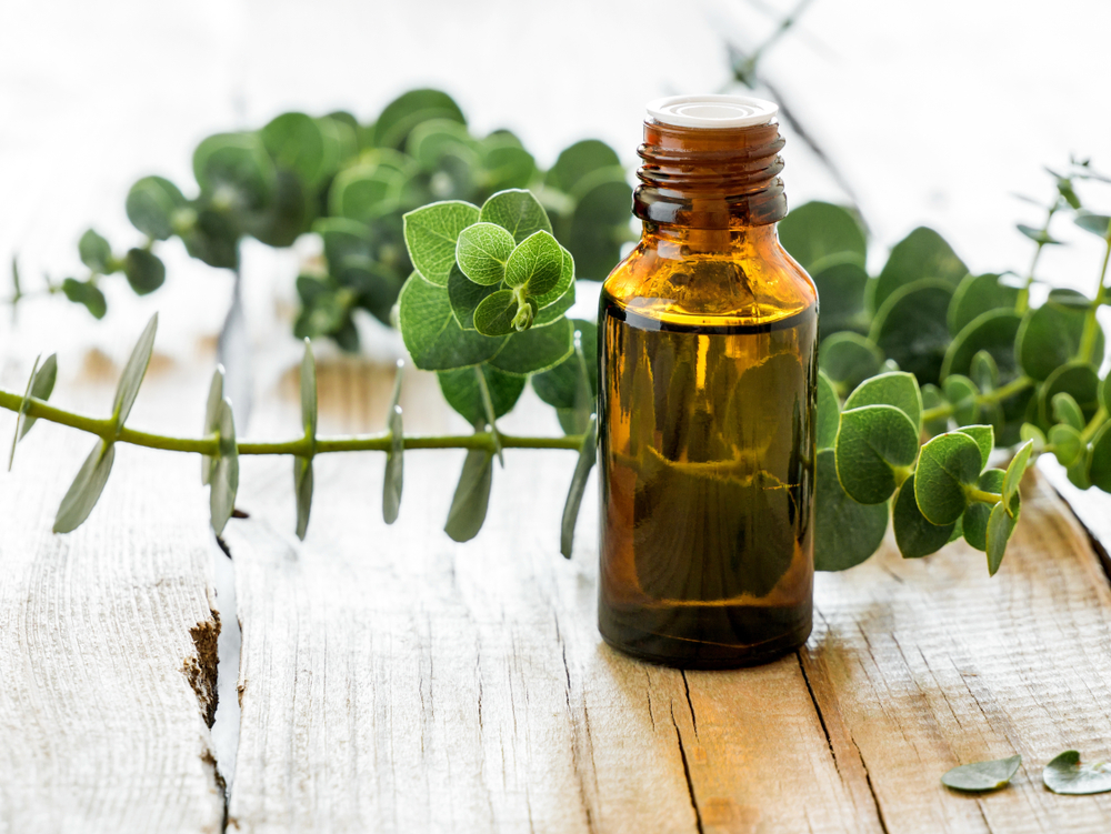 A bottle of eucalyptus essential oil in front of a eucalyptus branch