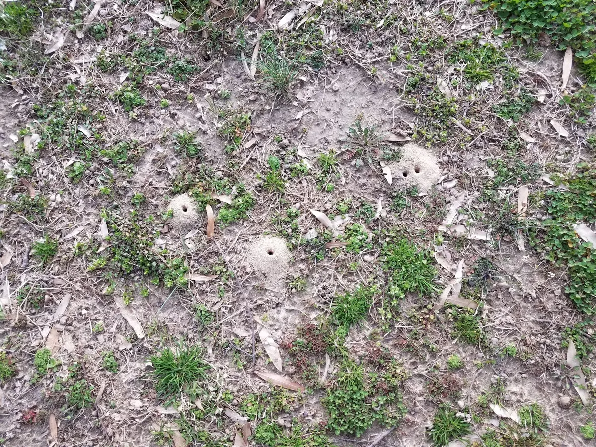Cicada holes in ground