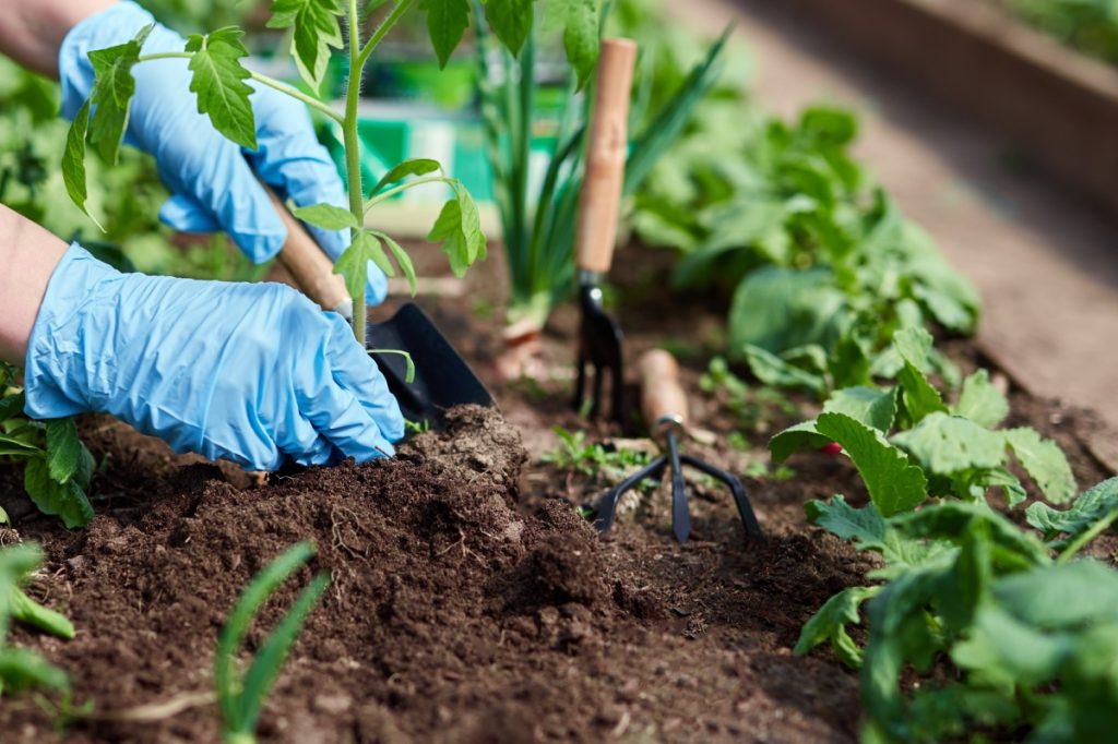 person wearing blue gloves planting in garden
