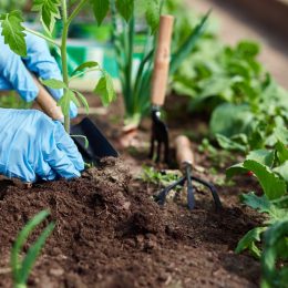 hands, blue gloves, planting in dirt, garden