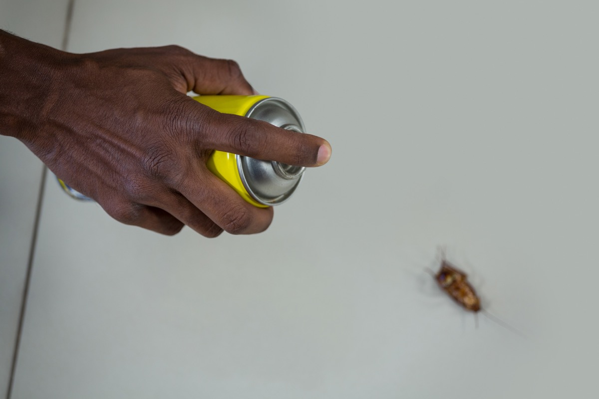 Man killing cockroach with spray