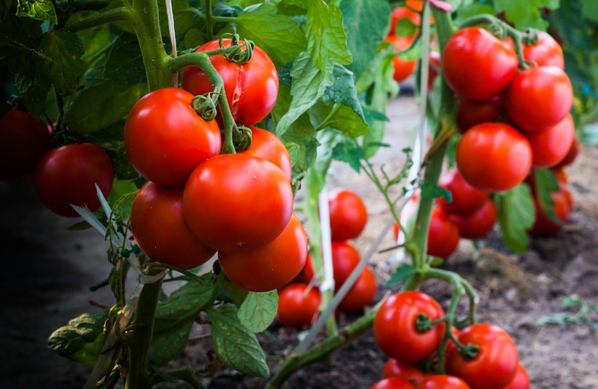 Ripe tomatos on a vine, in a garden
