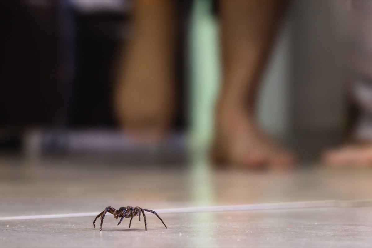 spider on tile floor