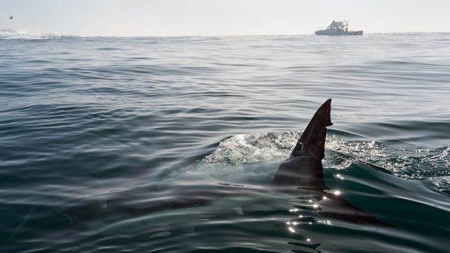 Fin of a Great White Shark in water.