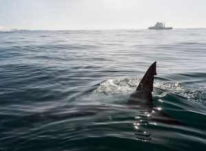 Fin of a Great White Shark in water.
