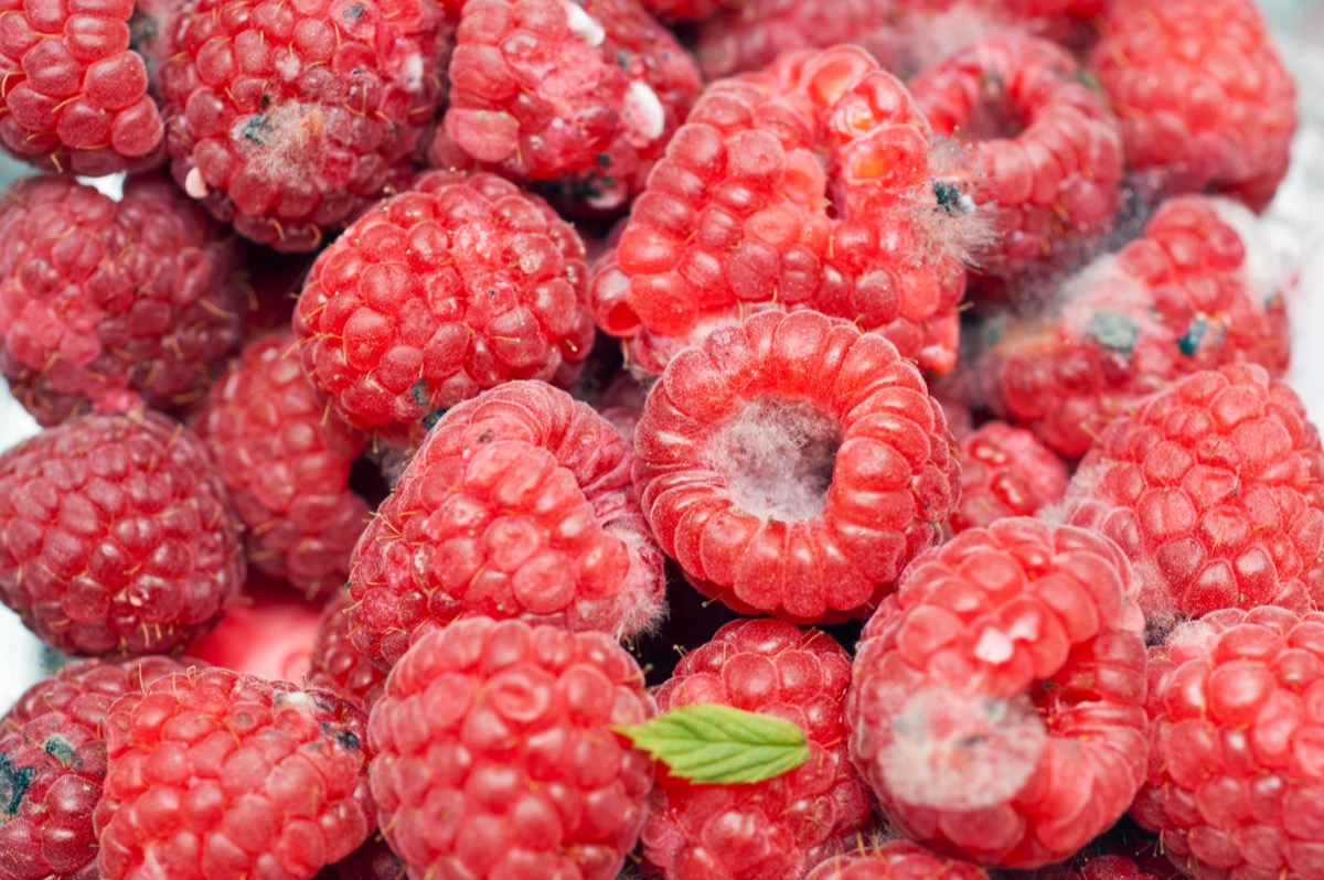 moldy raspberries