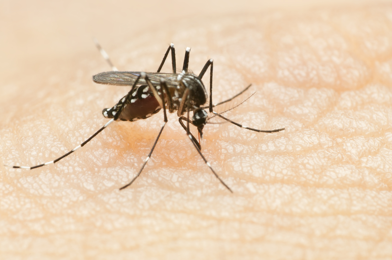 A closeup of a mosquito on someone's skin