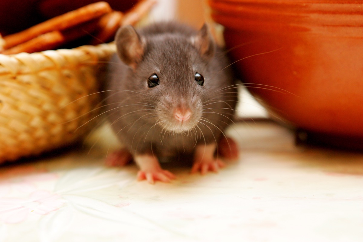 juvenile rat hiding between bowls in kitchen