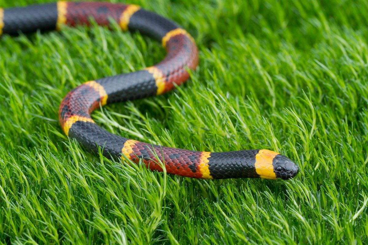 The No. 1 Place Snakes Love To Hide Before They Strike — Best Life