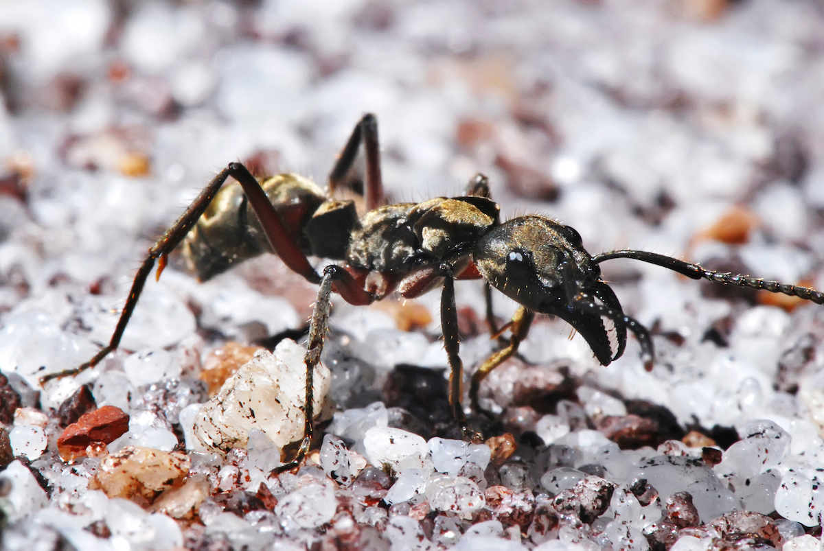 Large tropical black ant