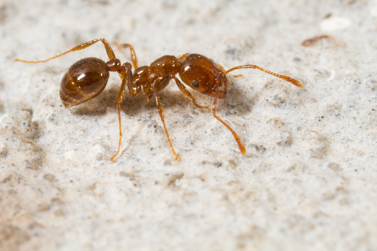 Как выглядит матка муравьев домашних рыжих фото