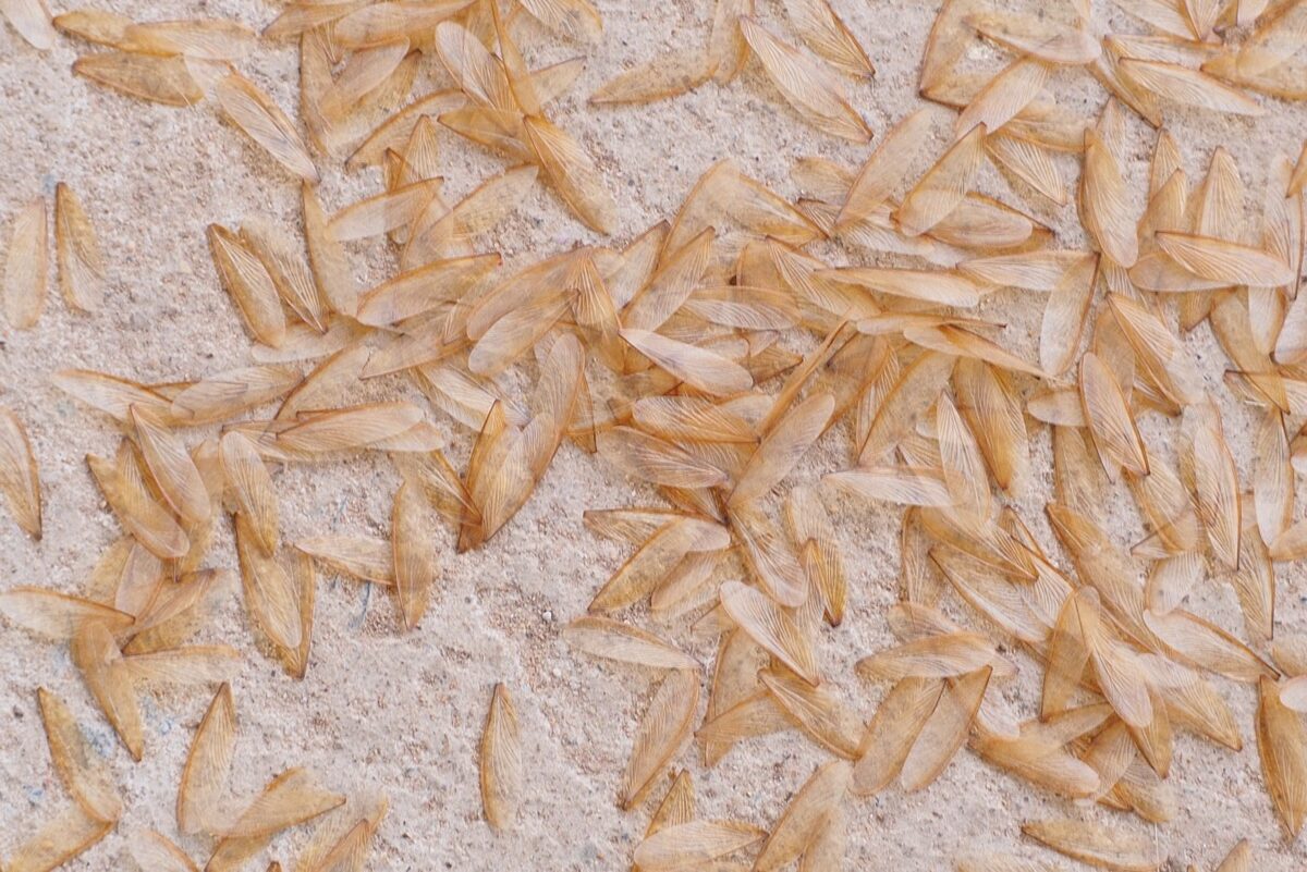termite wing pile