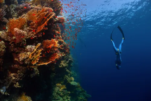 Freediver swimming near coral reef