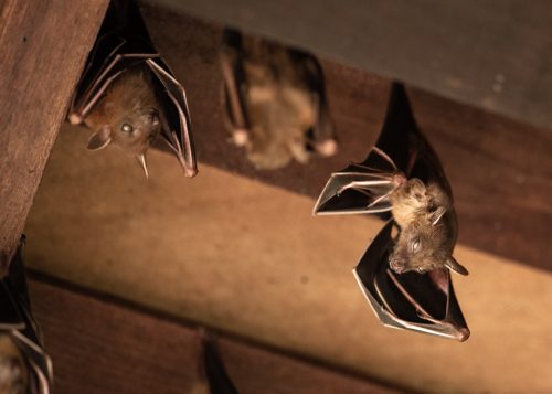 bats hanging in a wooden attic
