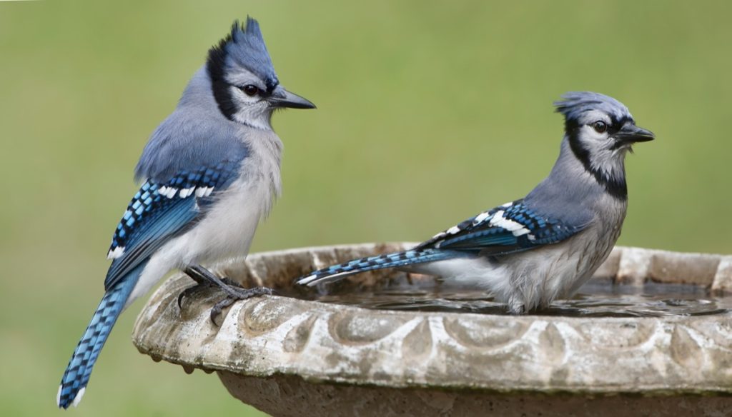 dvě modré sojky v kamenné ptačí lázni