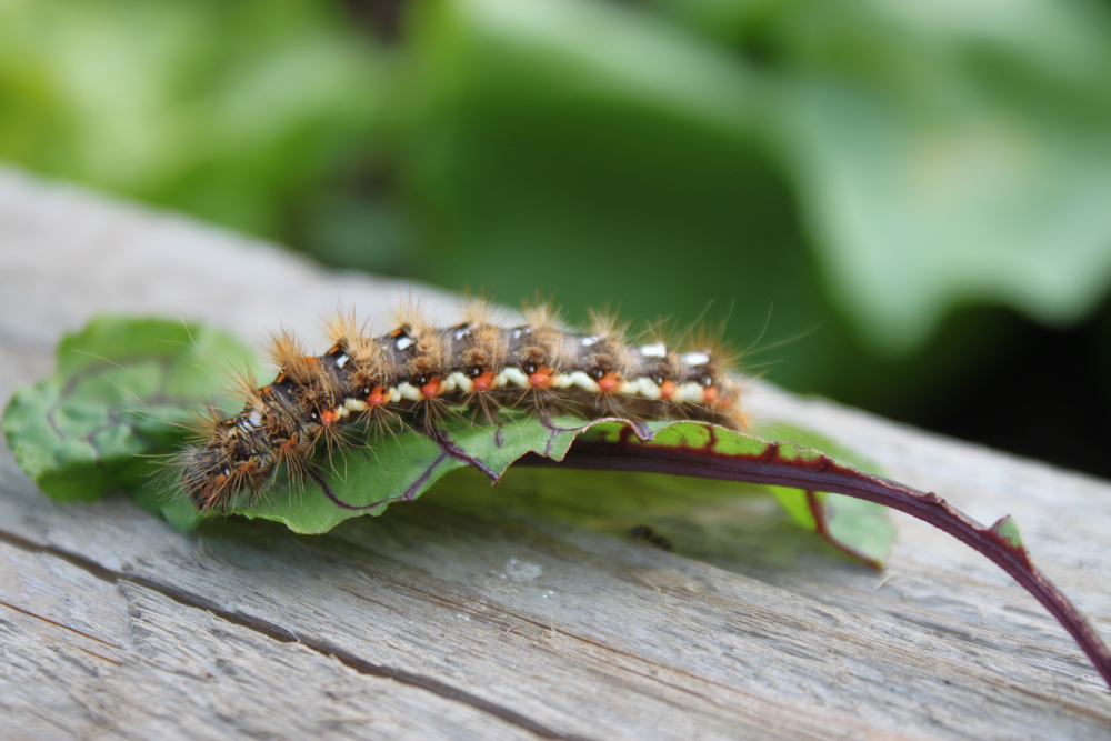 A browntail moth caterpillar on a leaf sitting on a table