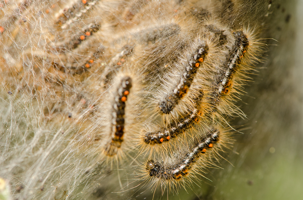A swarm of browntail moth caterpillars