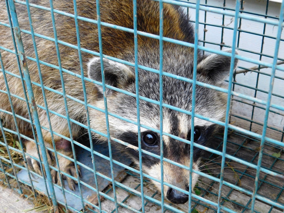raccoon in cage