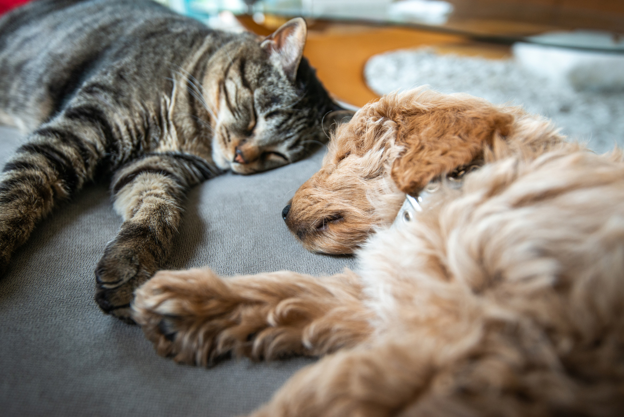 A cat and puppy dog sleeping next to each other on a couch